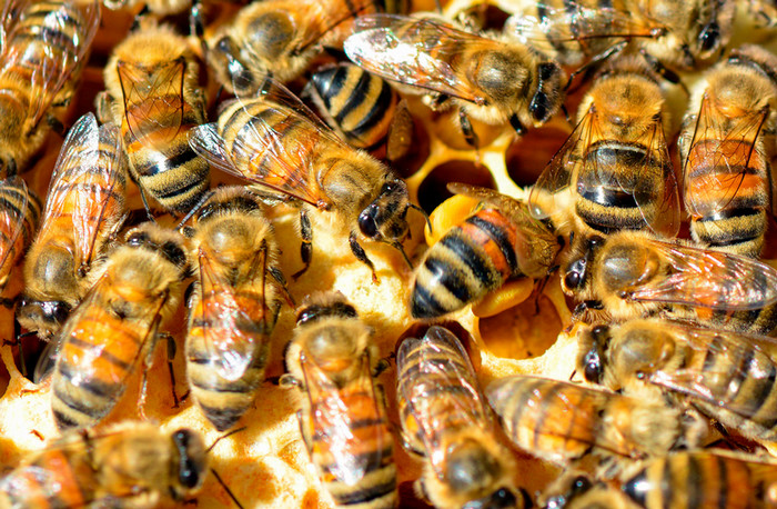 Bee Colony