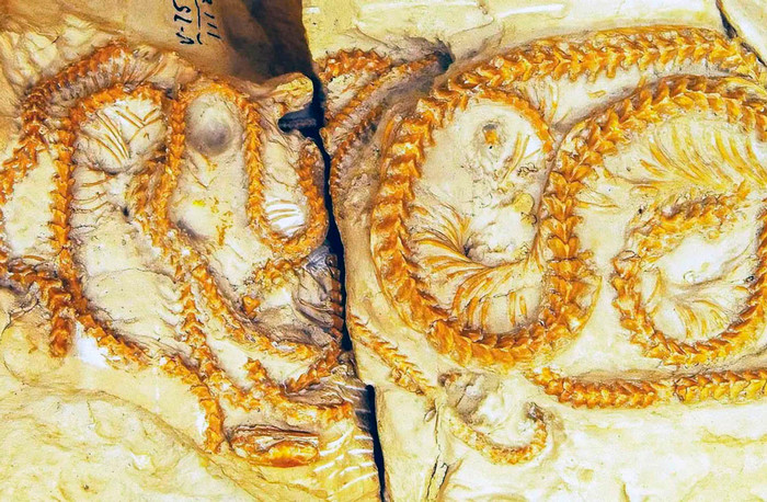 Fossil Snake