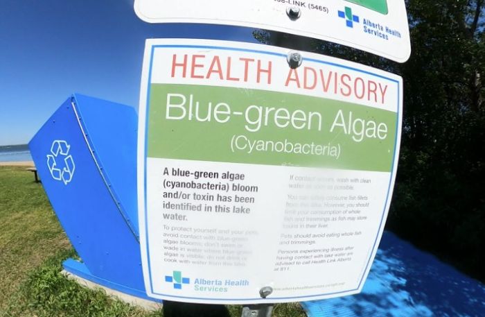 bluegreenalgae