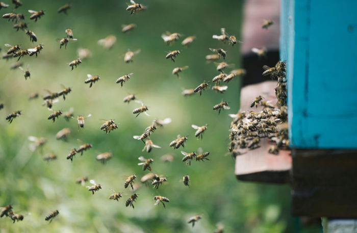 honeybee colonies