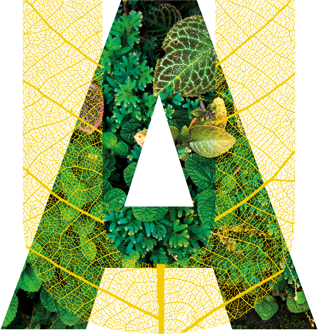 UA graphic