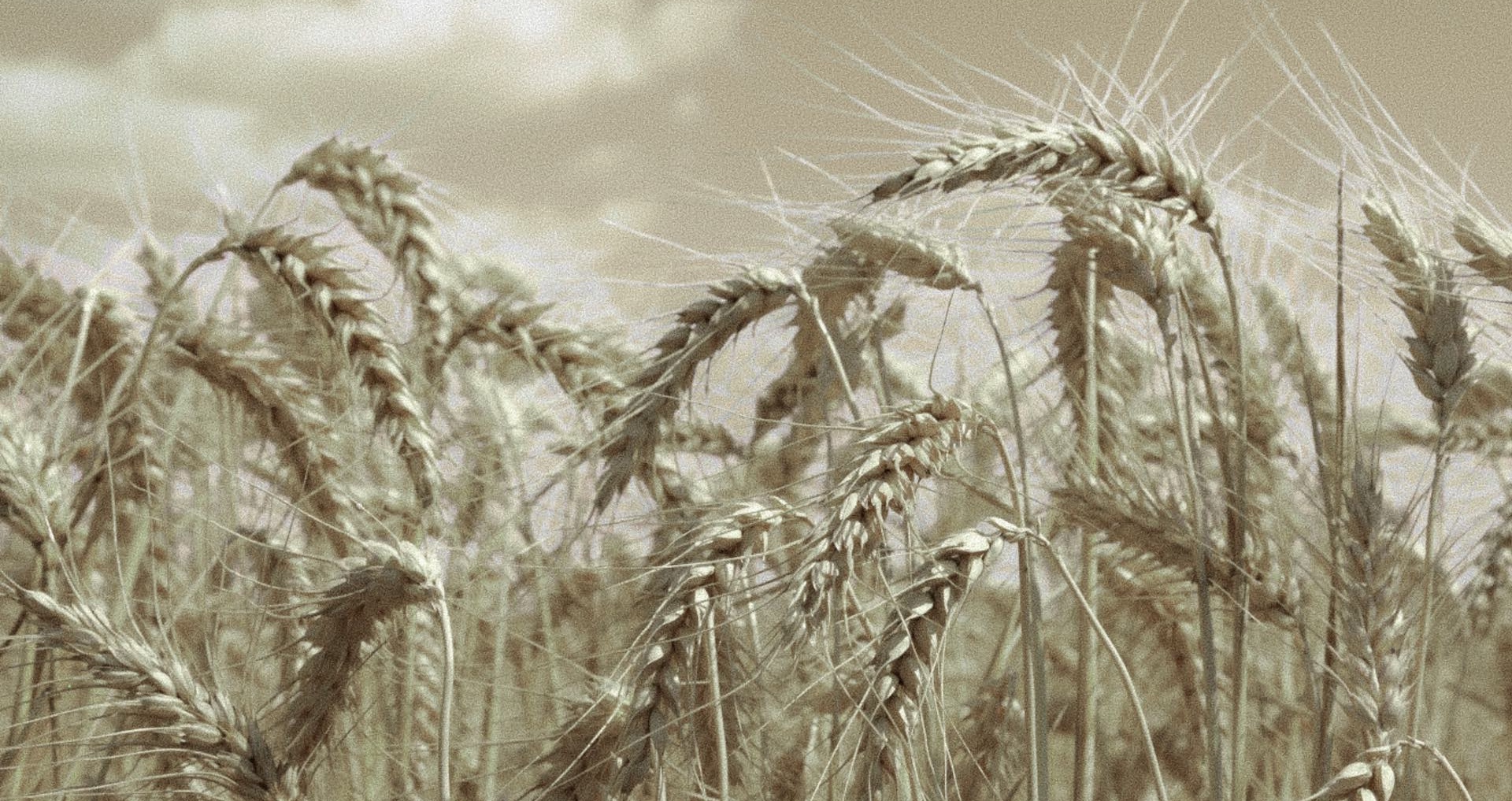 wheat in Holodomor